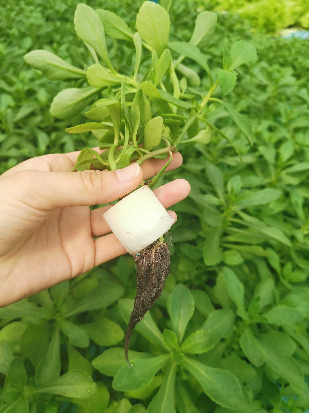 締盟農(nóng)科水培蔬菜