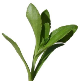 締盟農(nóng)科心福地水培蔬菜苗
